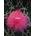TOCADO POMPON FUCSIA - Imagen 1